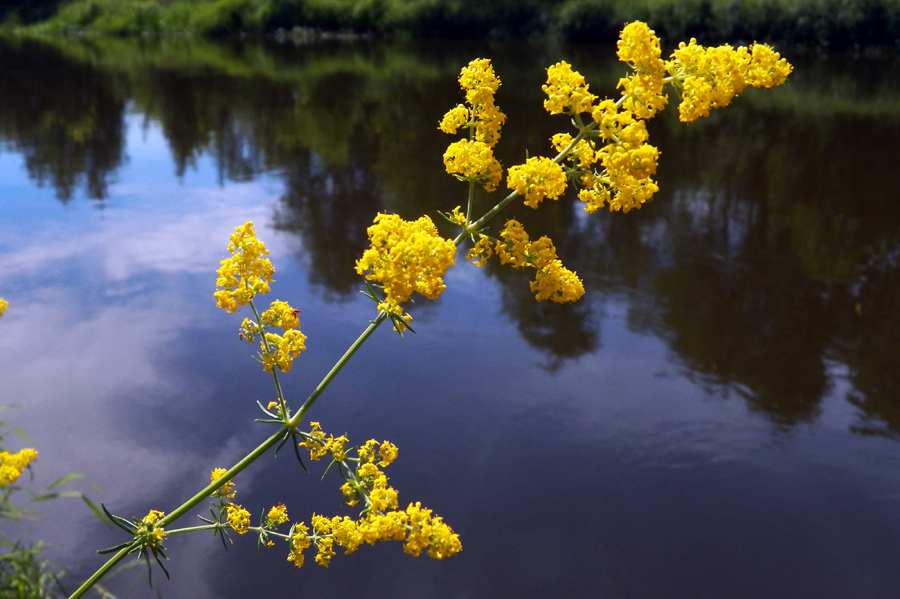 Image of Galium verum specimen.