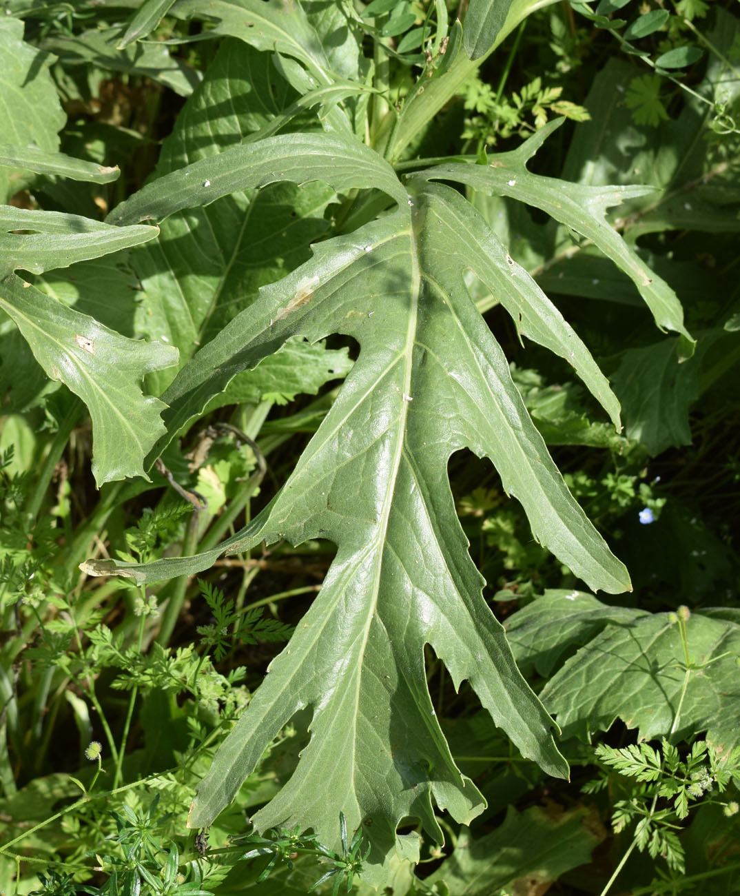 Image of Crambe orientalis specimen.