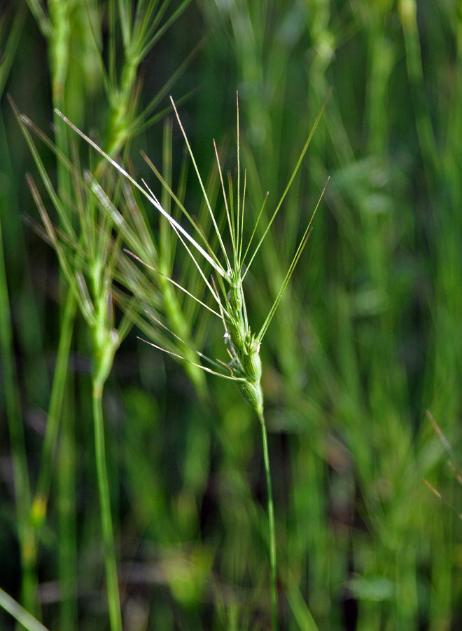 Image of Aegilops triuncialis specimen.