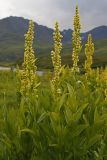 Смотреть изображение Veratrum lobelianum