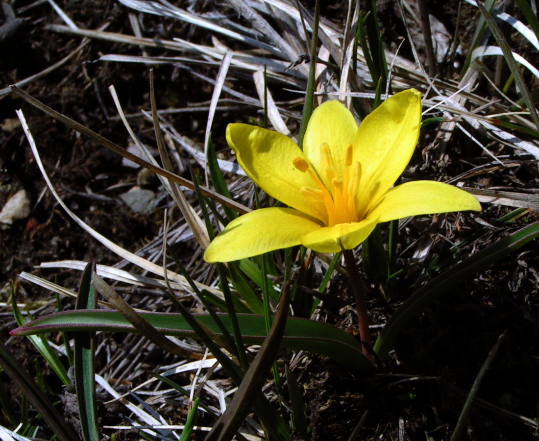 Image of Tulipa uniflora specimen.