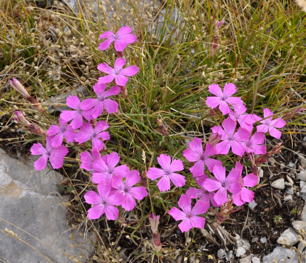 Image of Dianthus haematocalyx specimen.