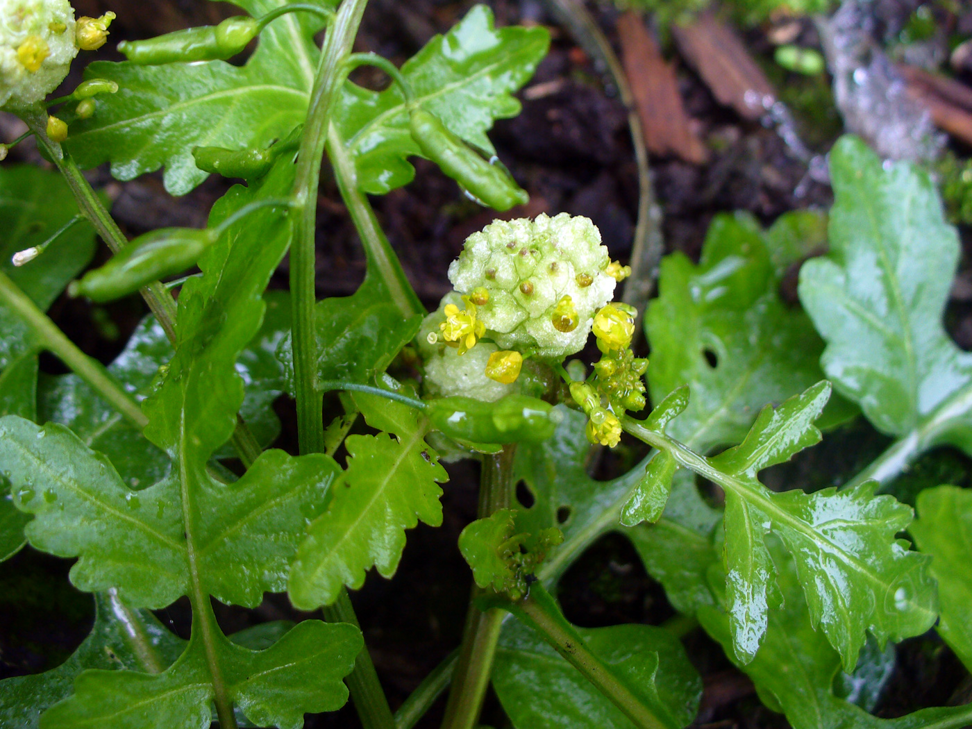 Image of Rorippa palustris specimen.