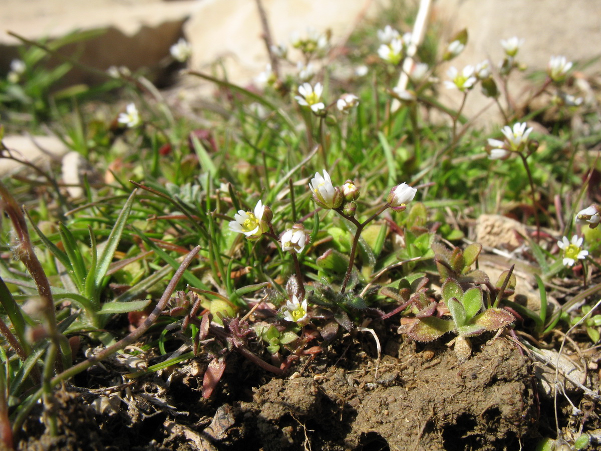 Изображение особи Erophila verna.