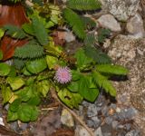 Mimosa pudica