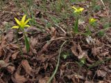 Gagea villosa. Цветущие растения. Крым, Ю. берег, окр. с. Малый маяк. 3 апреля 2010 г.