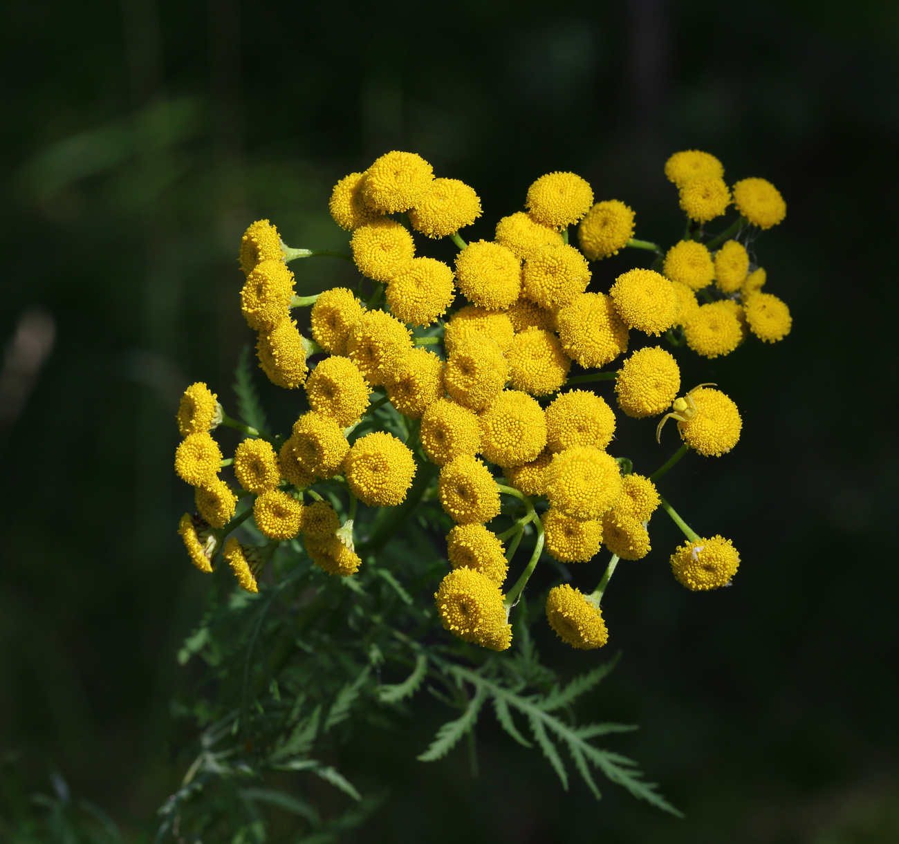 Image of Tanacetum vulgare specimen.