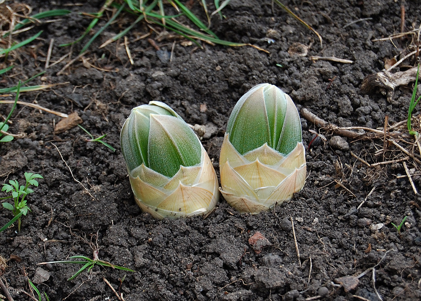 Изображение особи Eremurus robustus.