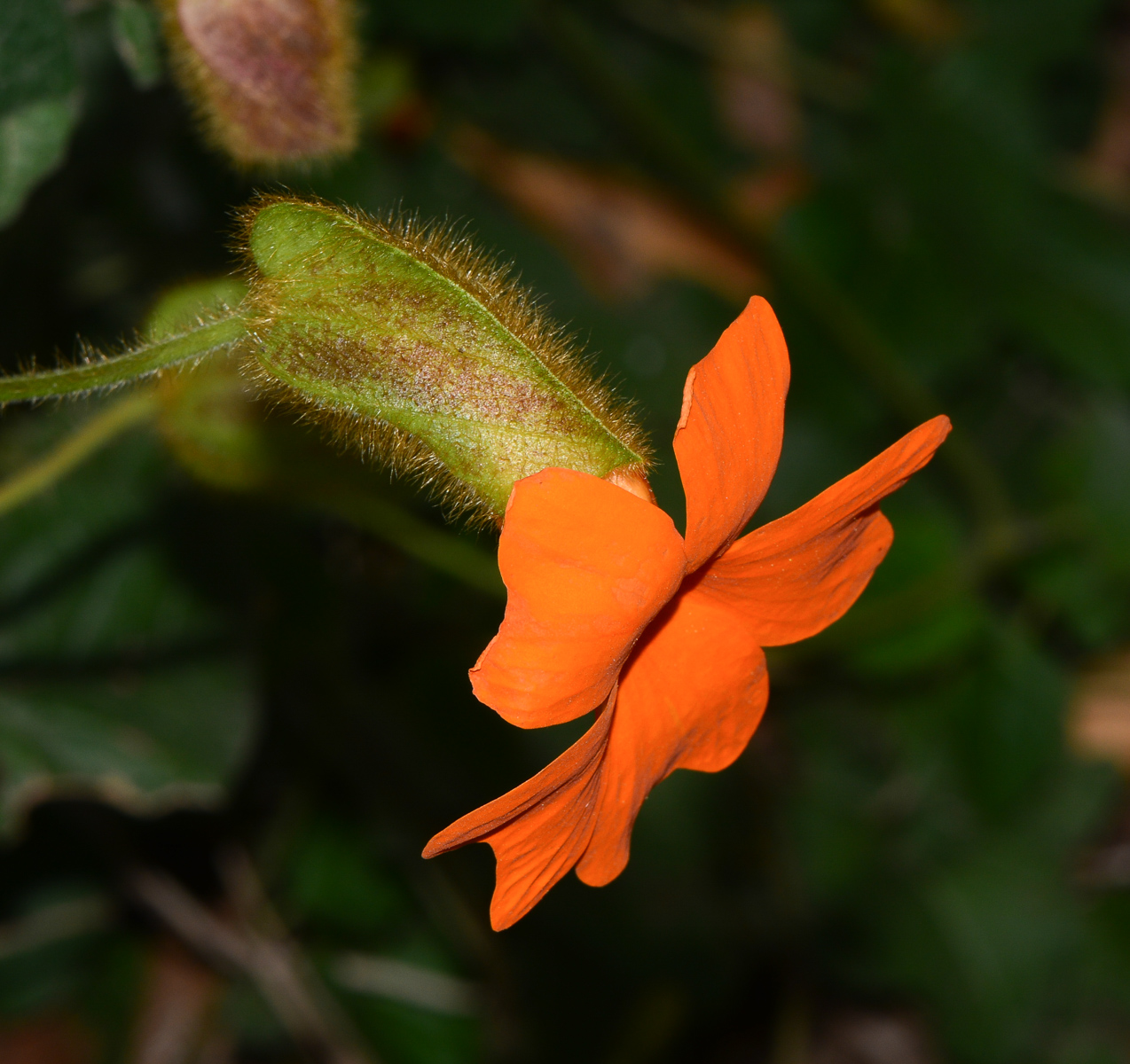 Image of Thunbergia gregorii specimen.