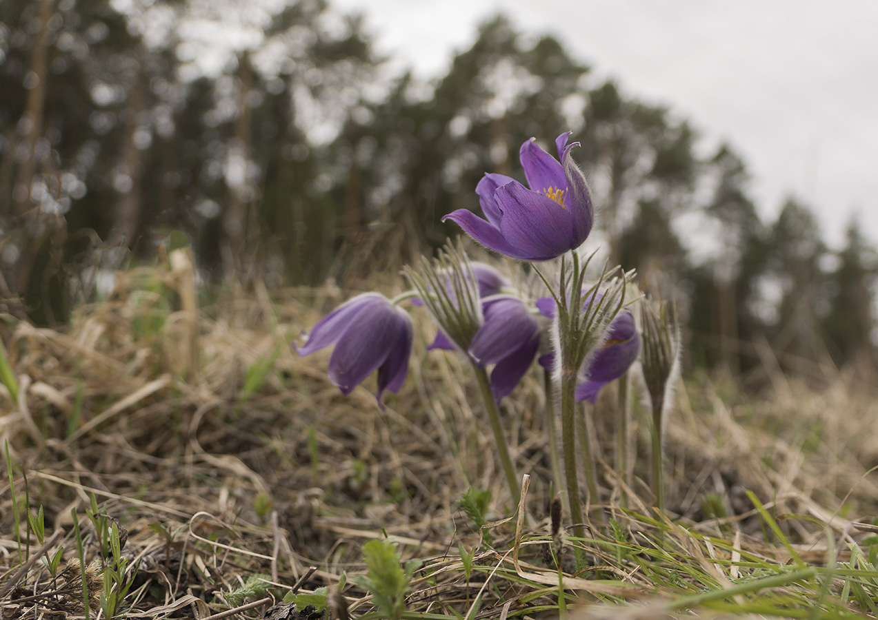 Image of Pulsatilla patens specimen.