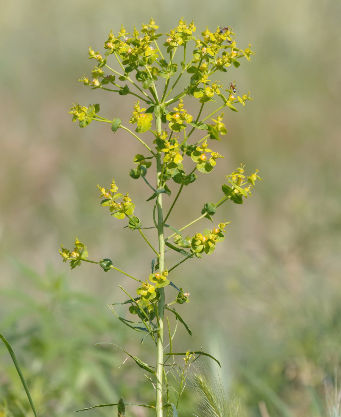 Изображение особи род Euphorbia.