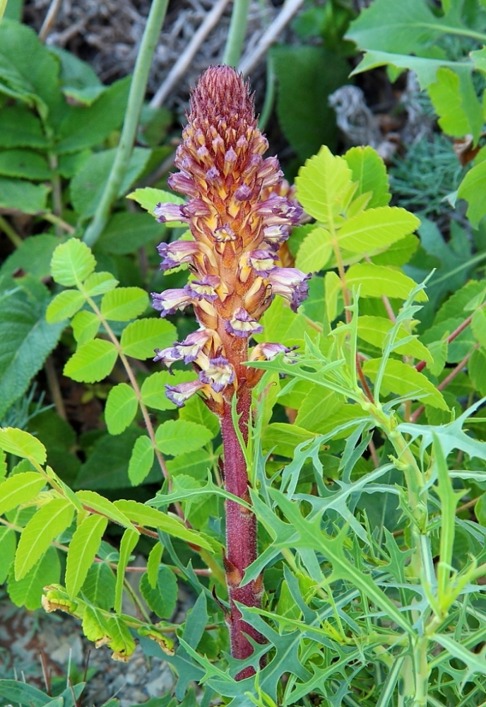 Image of Orobanche grenieri specimen.