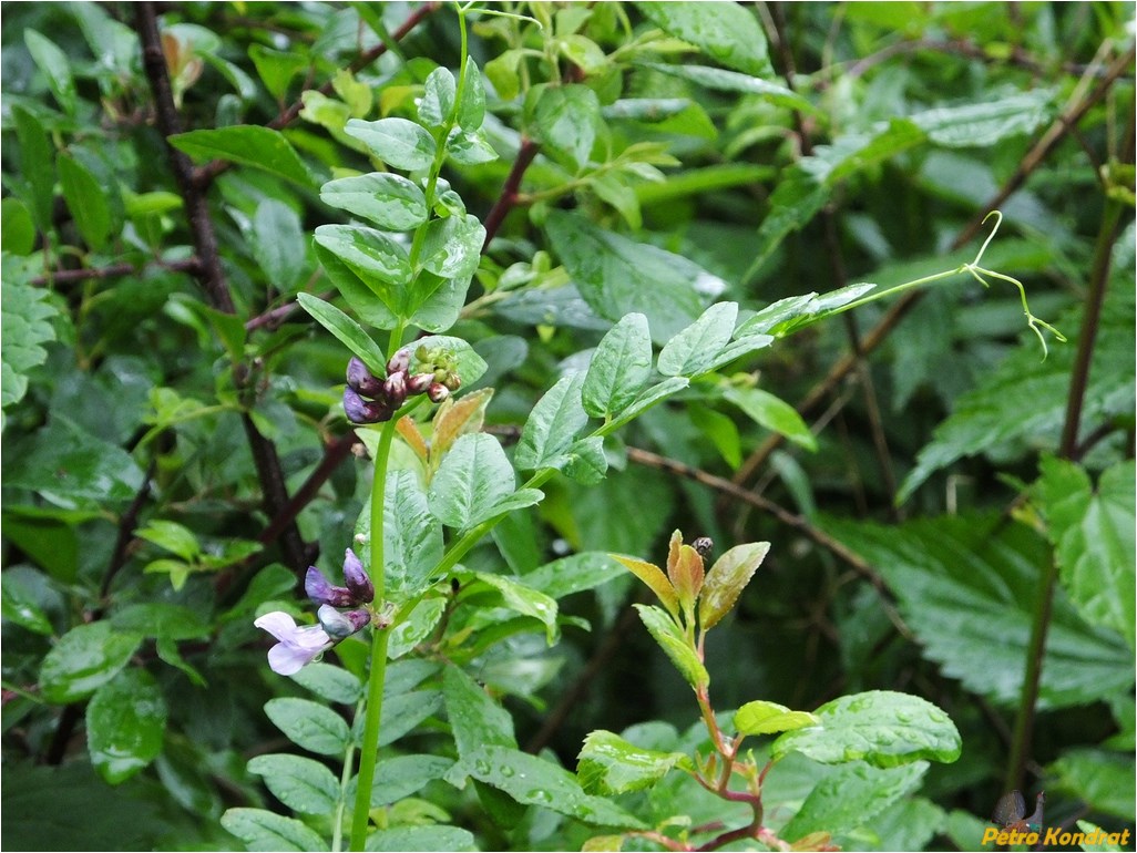 Image of Vicia sepium specimen.