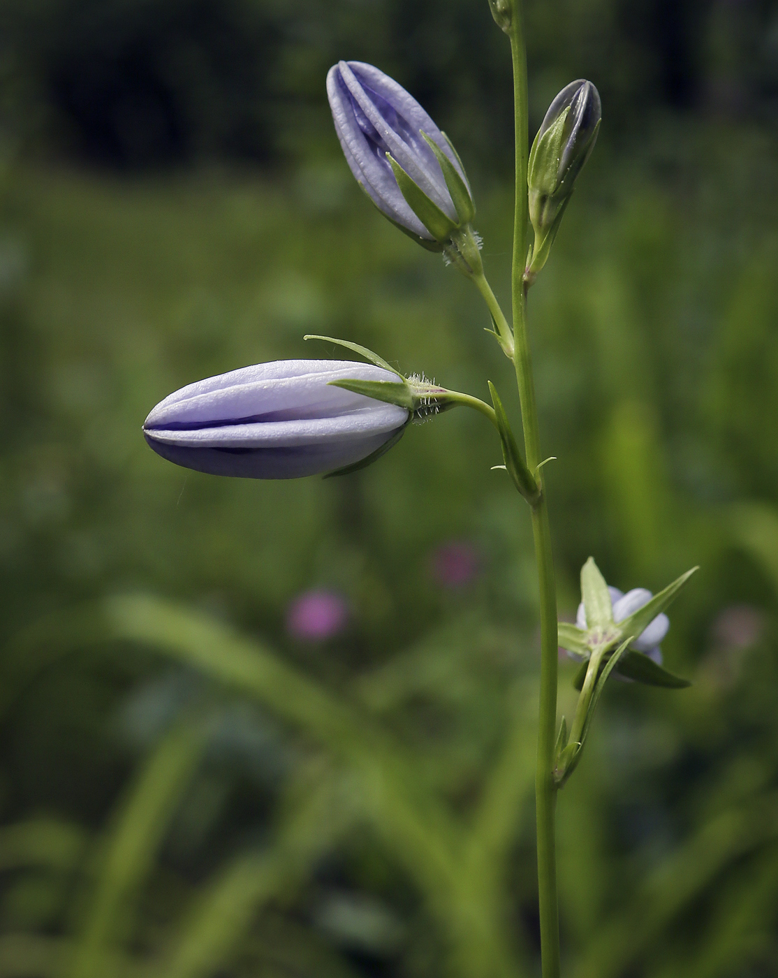 Image of Campanula persicifolia specimen.