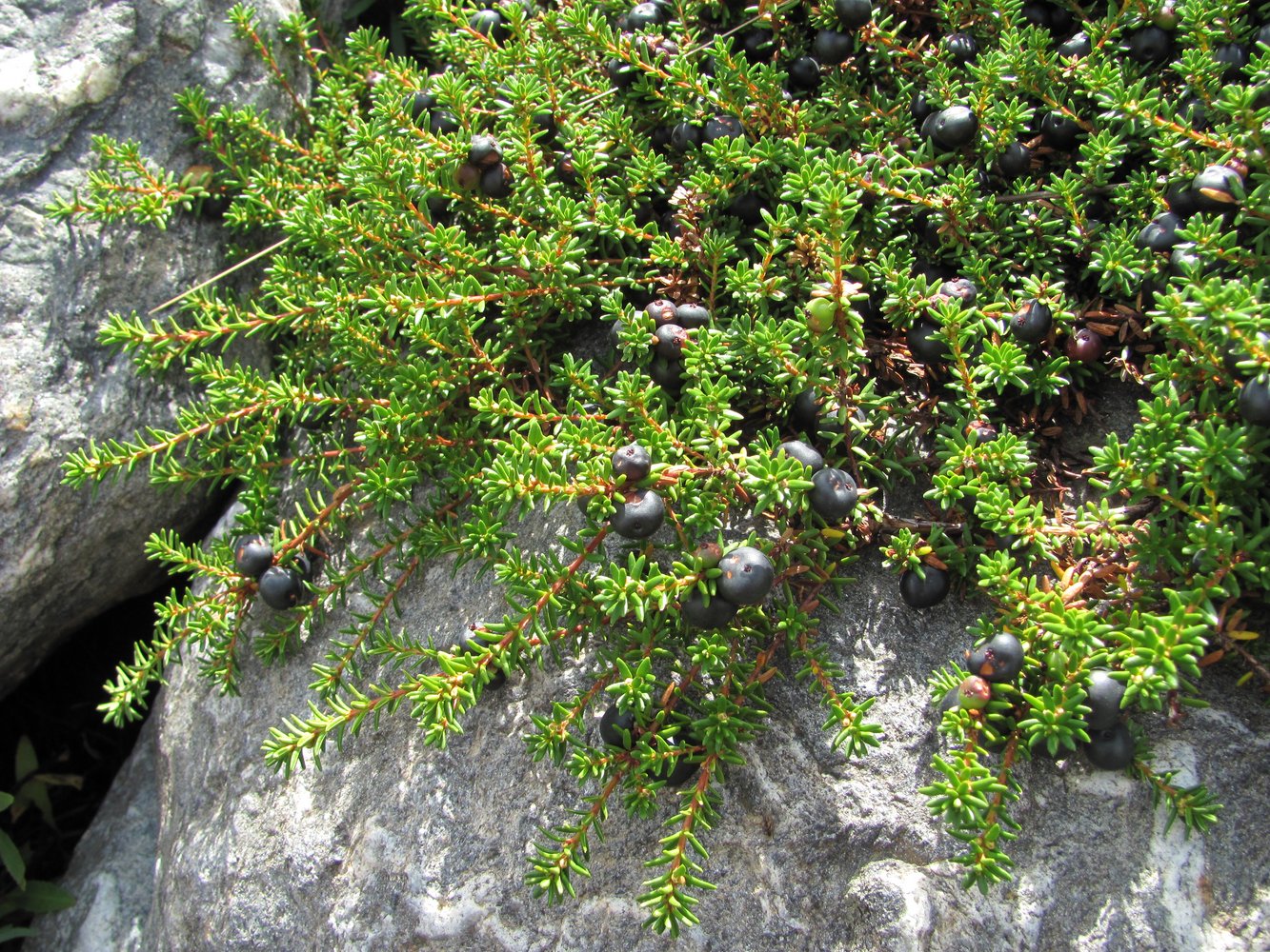 Image of Empetrum caucasicum specimen.