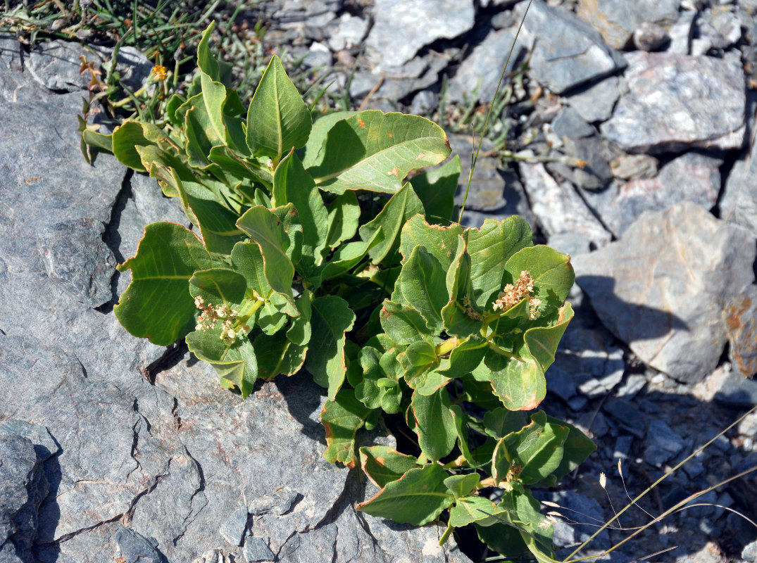 Изображение особи Aconogonon hissaricum.