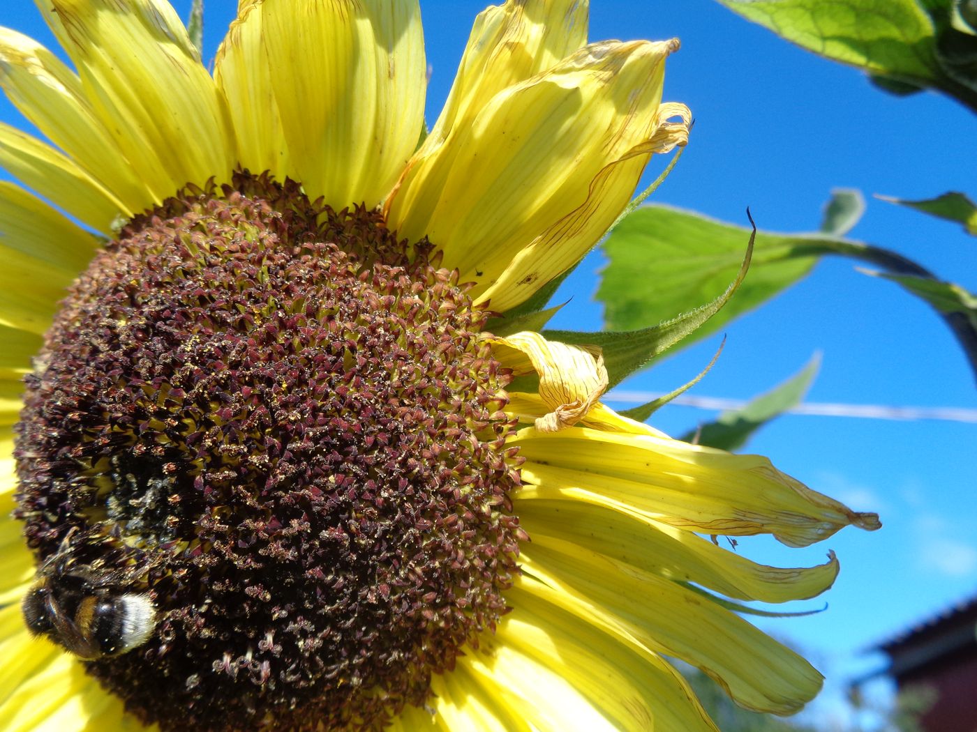 Image of Helianthus annuus specimen.