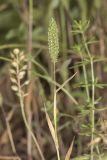 Phleum paniculatum. Верхушка растения с соцветием. Крым, Бахчисарайский р-н, пос. Куйбышево, склон холма, на опоке. 10.06.2017.