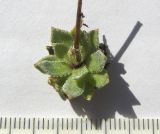 Saxifraga cartilaginea