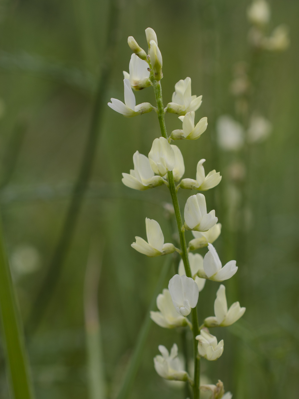 Изображение особи Astragalus katunicus.