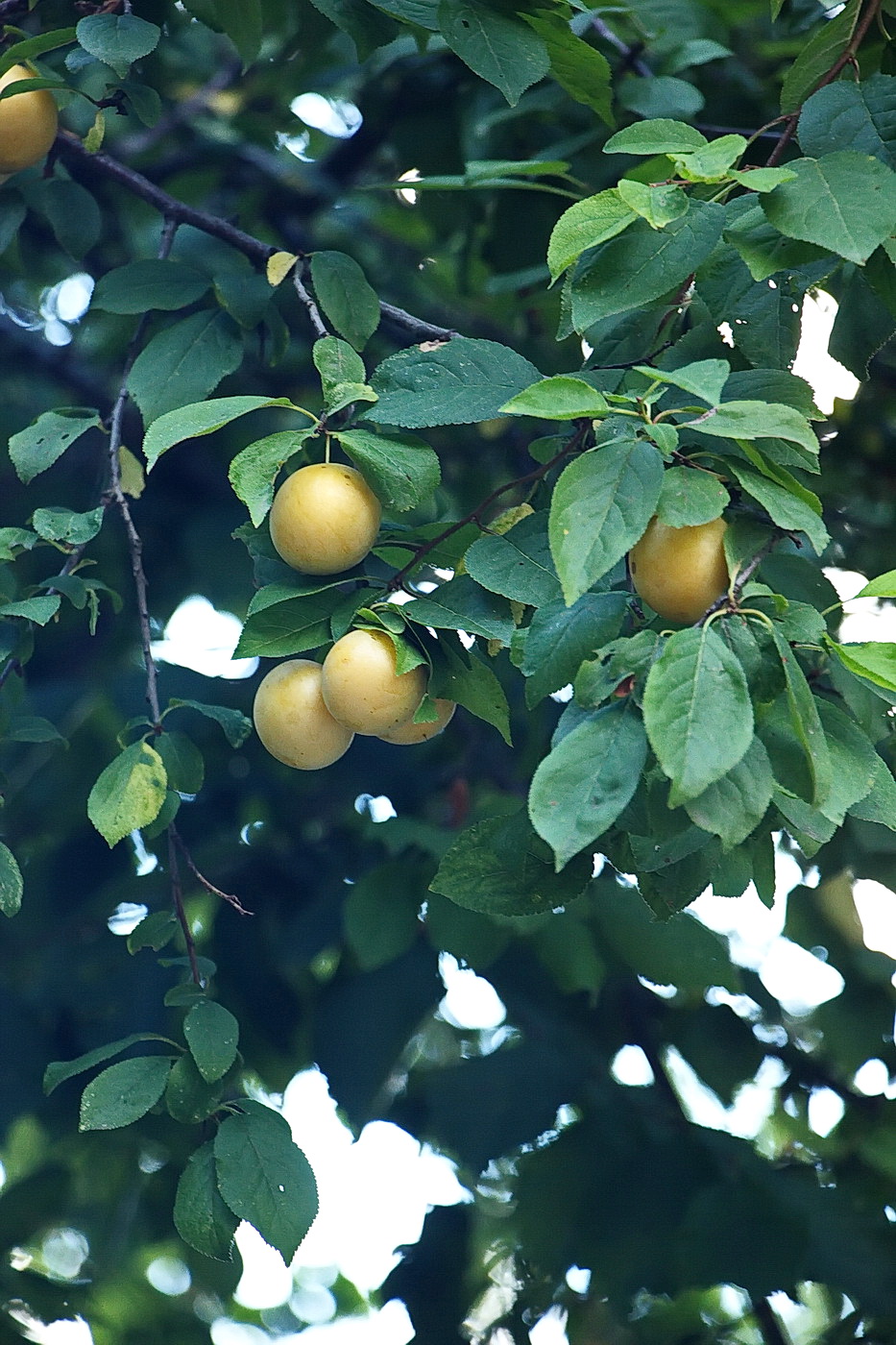 Image of Prunus cerasifera specimen.