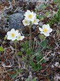 Anemonastrum sibiricum. Цветущее растение. Чукотка, побережье бухты Провидения, кустарничково-лишайниковая тундра. 27.06.2014.