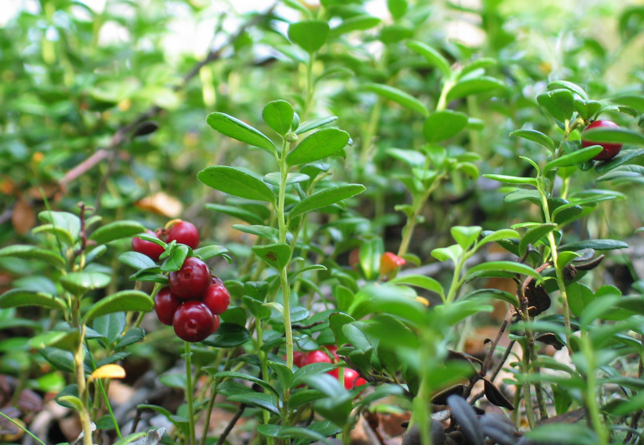 Изображение особи Vaccinium vitis-idaea.