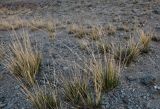 Neotrinia splendens. Растения на каменистом сухом склоне. Монголия, аймак Увс, берег оз. Уурэг-Нуур, ≈ 1400 м н.у.м. 11.06.2017.