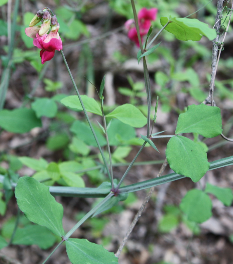 Image of Lathyrus rotundifolius specimen.