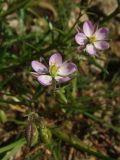 Spergularia rubra. Цветки и бутоны. Магаданская обл., Ольский р-н, Ольское побережье, каменистая дорога в распадке руч. Колчаковский. 24.08.2014.