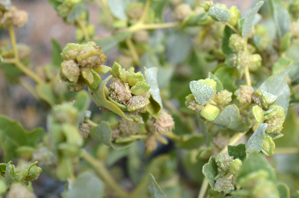 Image of Atriplex centralasiatica specimen.