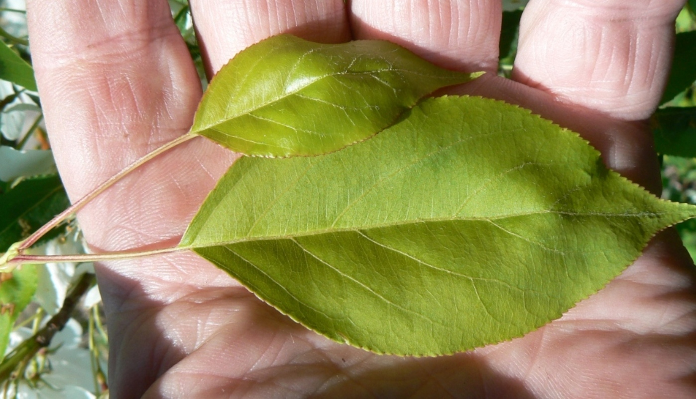 Image of Malus mandshurica specimen.