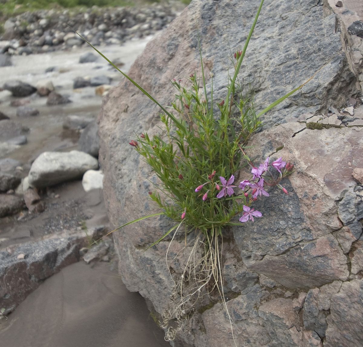 Image of Chamaenerion colchicum specimen.