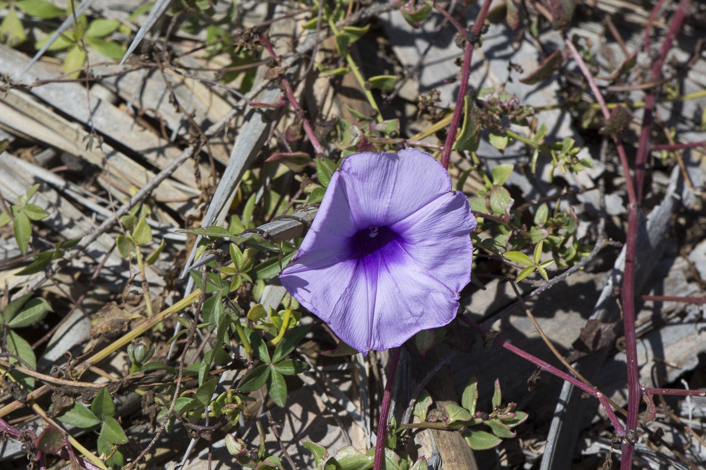 Изображение особи Ipomoea cairica.