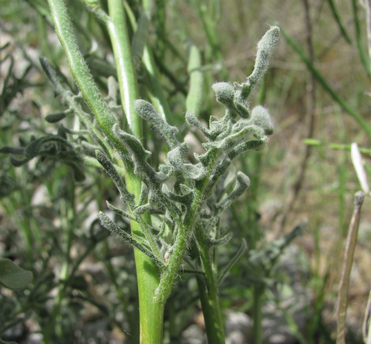 Image of Matthiola odoratissima specimen.