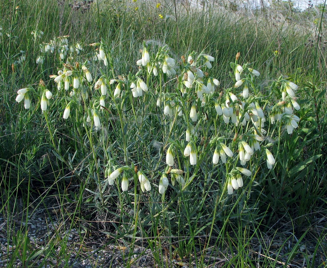 Image of Onosma tanaitica specimen.