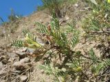 Astragalus lasiosemius