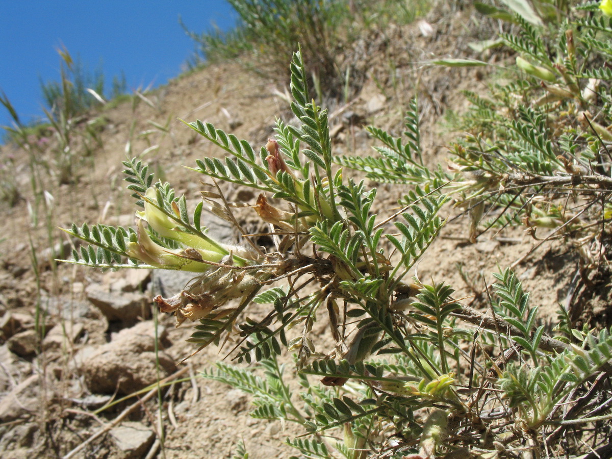 Изображение особи Astragalus lasiosemius.