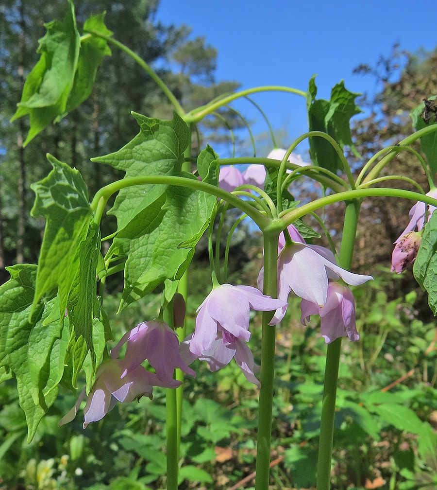 Изображение особи Ranzania japonica.