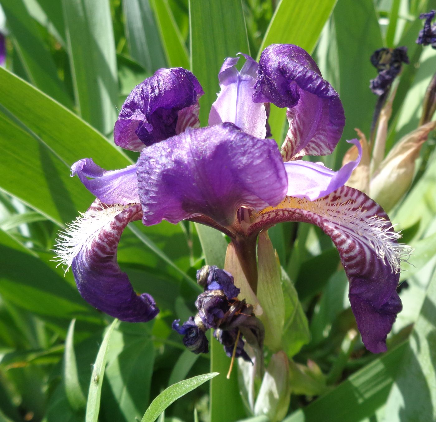 Image of Iris aphylla specimen.