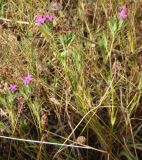 Dianthus armeria