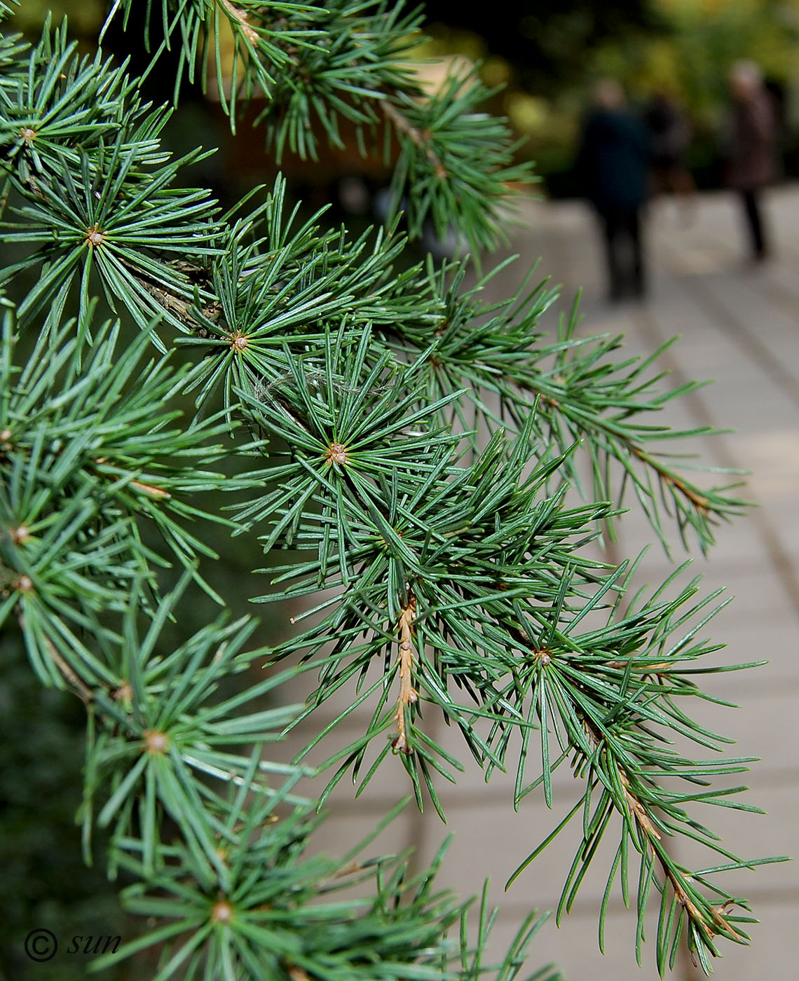 Image of Cedrus libani specimen.