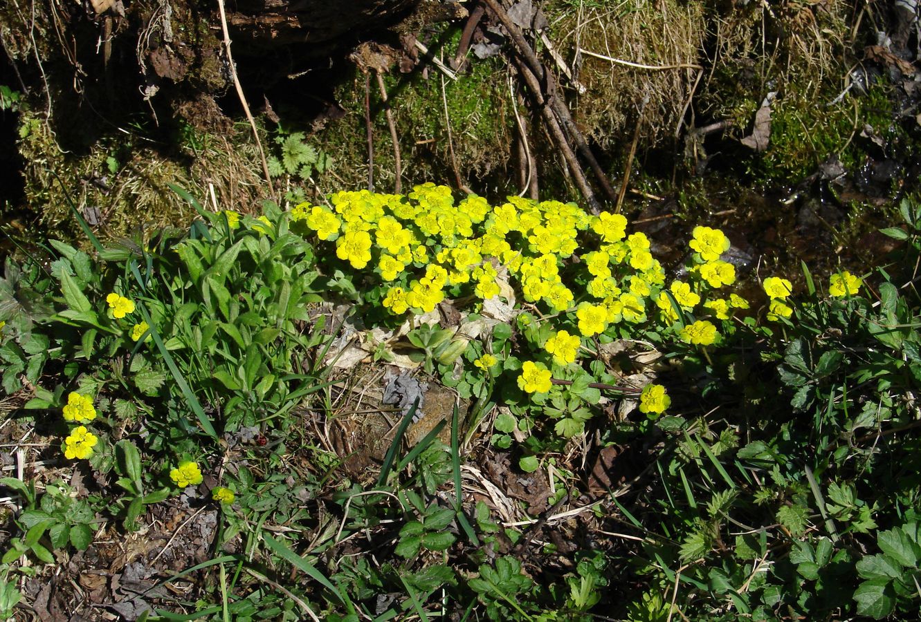 Изображение особи Chrysosplenium sibiricum.