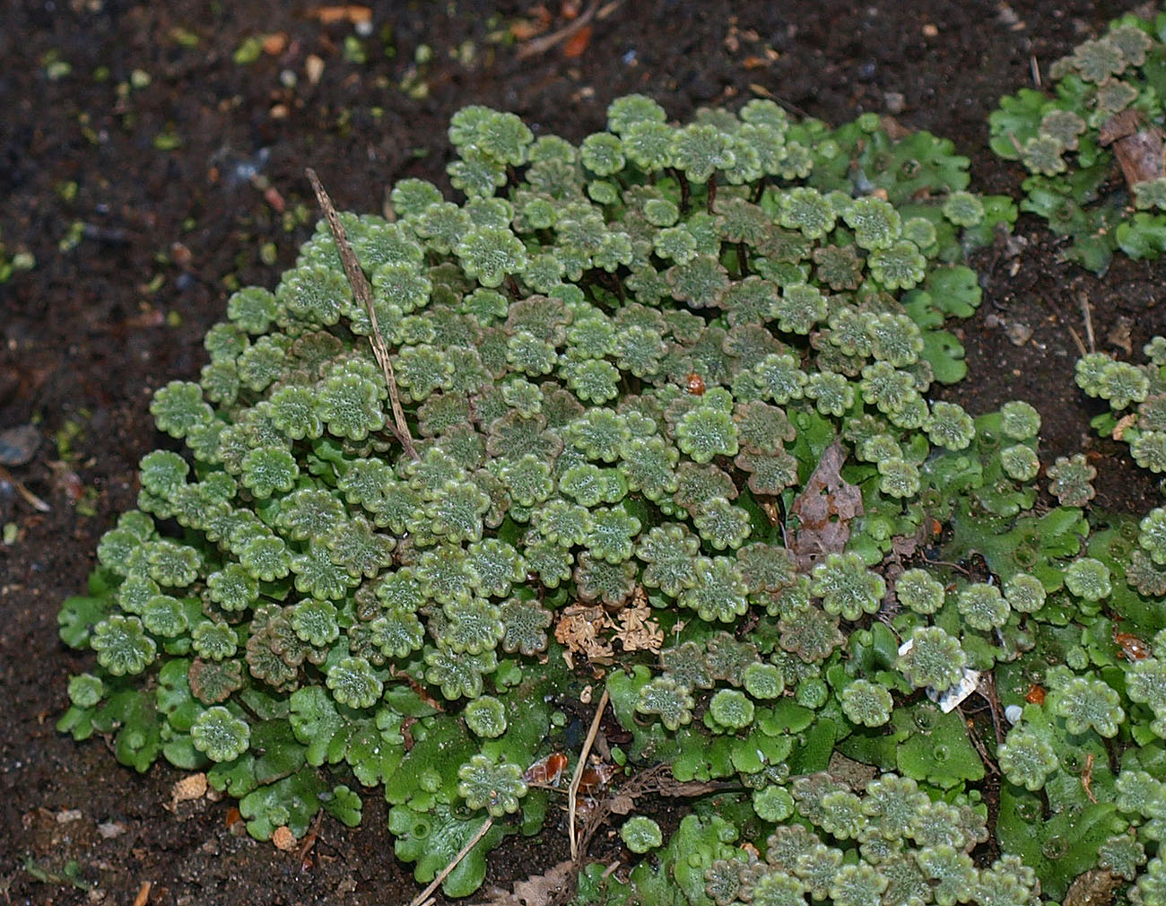 Image of Marchantia polymorpha specimen.