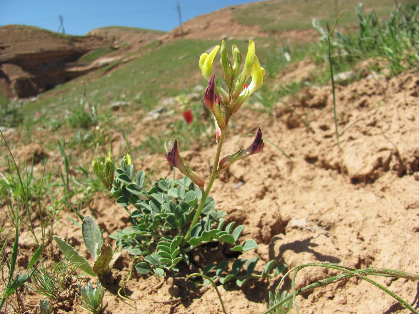 Image of Astragalus cottonianus specimen.