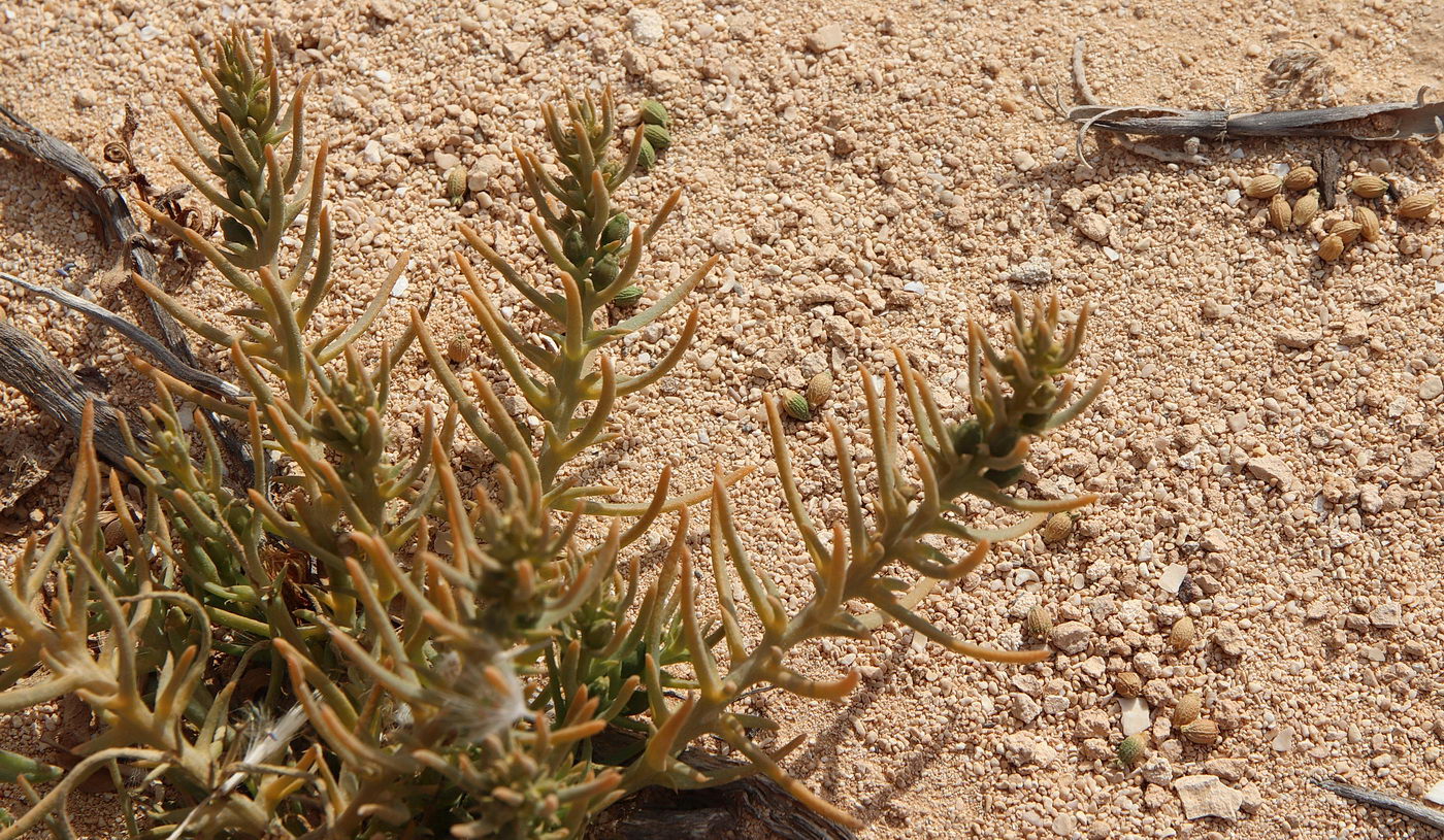 Image of Thesium humile specimen.