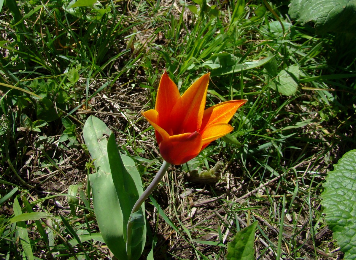 Изображение особи Tulipa anadroma.