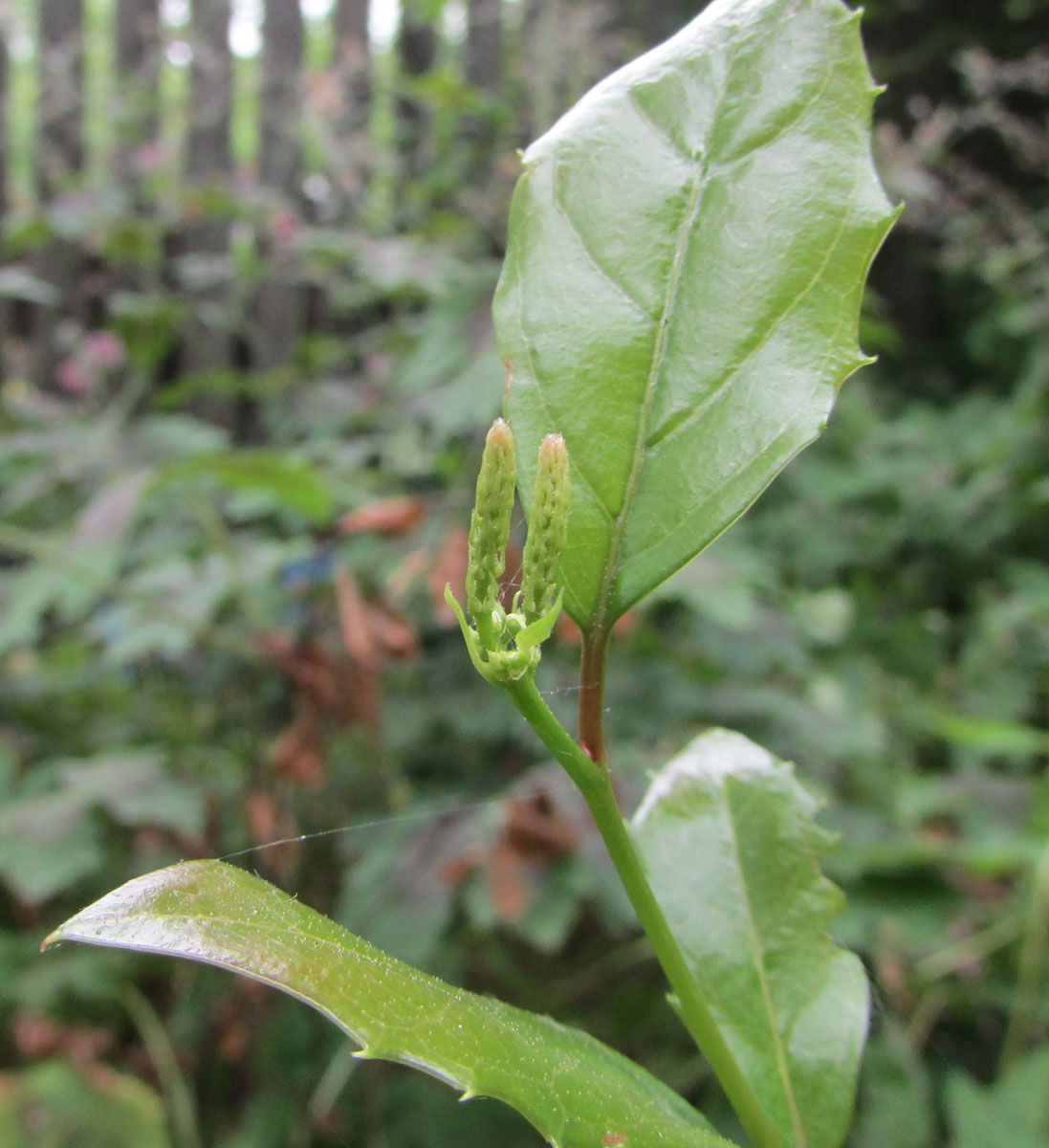 Image of Itea ilicifolia specimen.