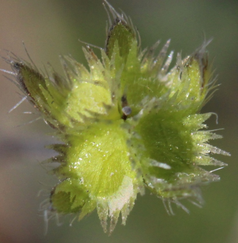 Image of Eritrichium pectinatum specimen.