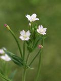 genus Epilobium